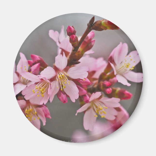 Imã Rosa Contra Um Céu Cinza Flor de Cerejeira Japones (Frente)
