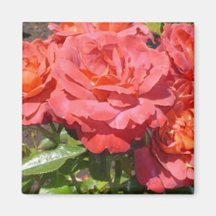 Imã Rosa Coral
