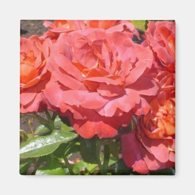 Imã Rosa Coral (Frente)