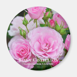 Imã Rosa Cotillion