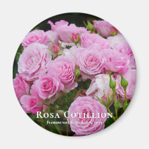 Imã Rosa Cotillion