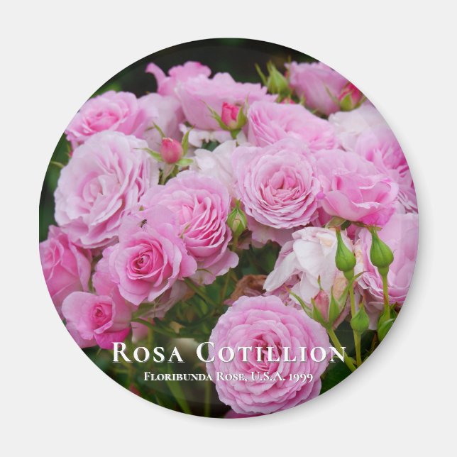 Imã Rosa Cotillion (Frente)