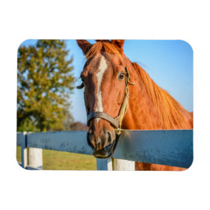Ímã Rosa Crepuscular Cavalo de Corrida Puro-Sangue