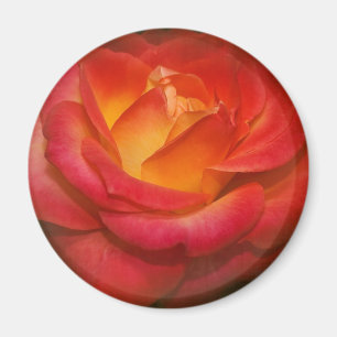 Imã Rosa de chamamento no pergaminho