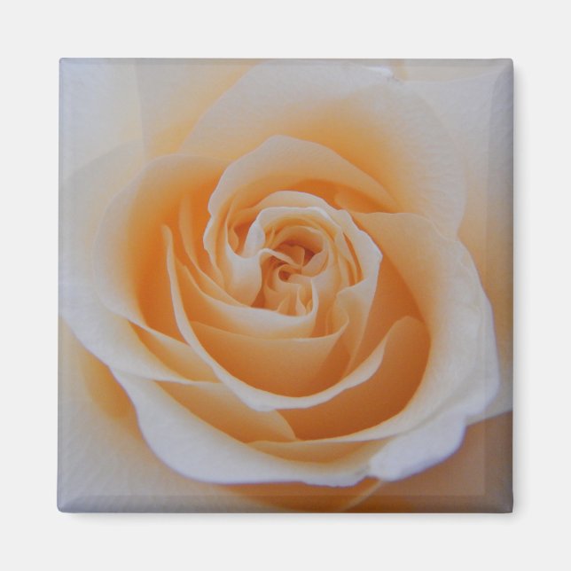 Imã Rosa de coral (Frente)