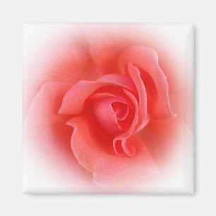 Imã rosa de coral rosa