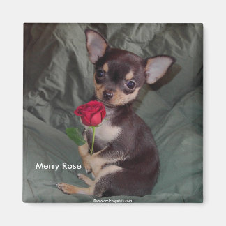 Imã Rosa de Feliz de Chihuahua, um bebê bonito