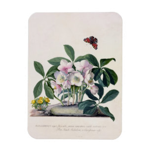 Ímã Rosa de Natal (Helleborus niger) e inverno Aconi