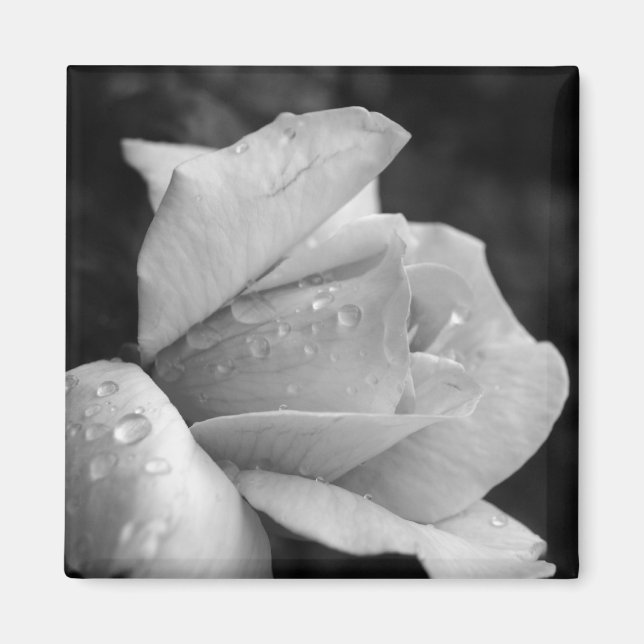 Imã Rosa de paz (Frente)