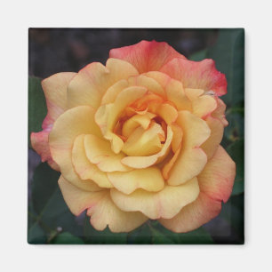 Imã Rosa de Paz Belo Rosa e Amarelo Floral