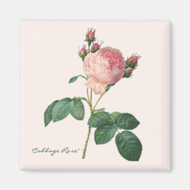 Imã Rosa de repolho Impressão (Frente)