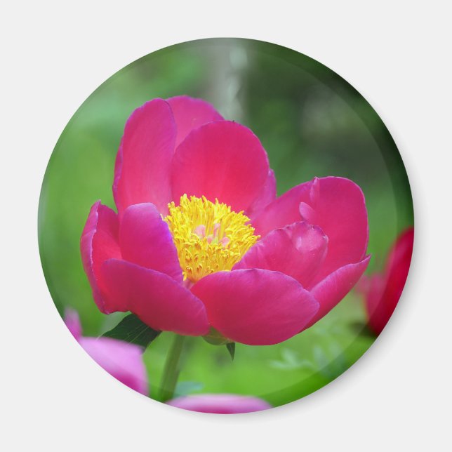 Imã Rosa de rosa quente (Frente)