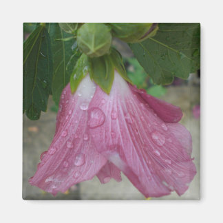 Imã Rosa de Sharon Petals com Raindrops Magnet