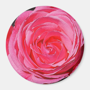 Imã Rosa de subida rosa