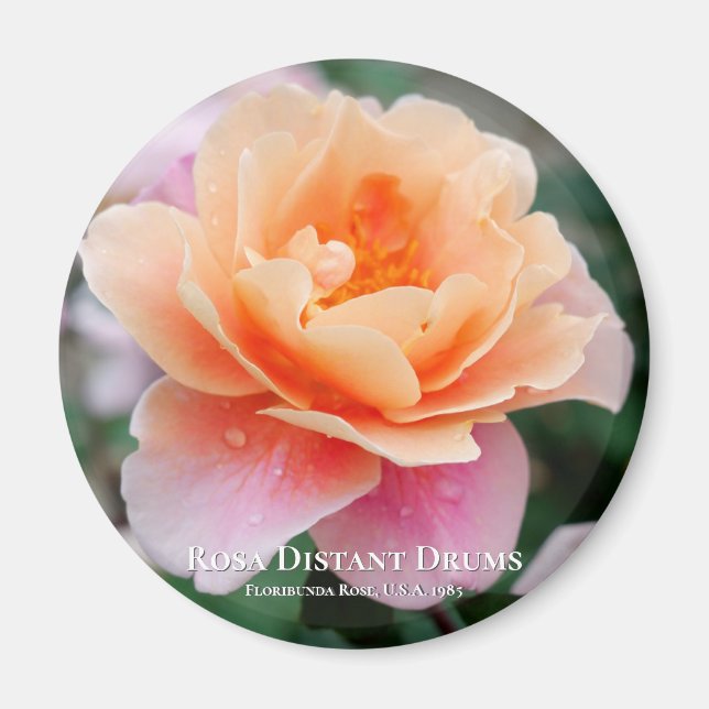 Imã Rosa Distante Drums (Frente)