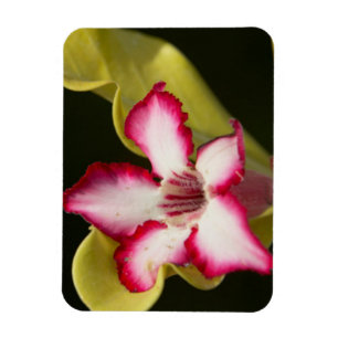 Ímã Rosa-do-deserto (Adenium Obesum), África do Sul