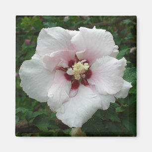 Imã Rosa do ímã de Sharon