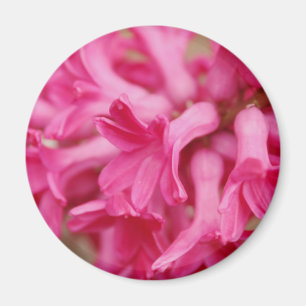 Imã Rosa do jacinto