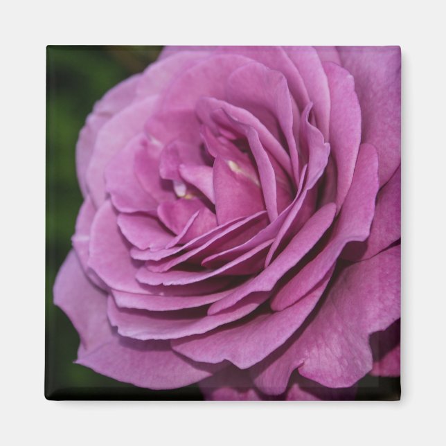 Imã Rosa do Magenta Garden (Frente)