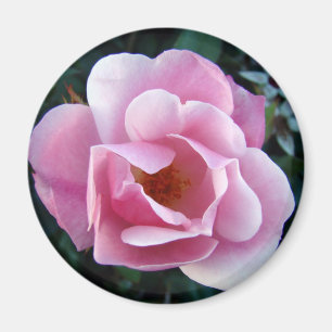 Imã Rosa do rosa