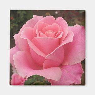 Imã Rosa do rosa
