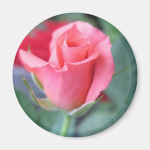 Imã Rosa do rosa