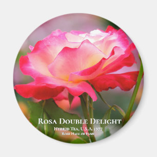 Imã Rosa Double Delight