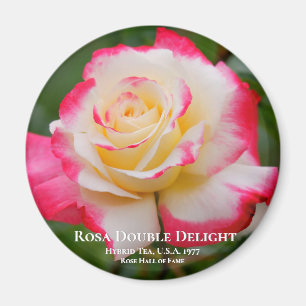 Imã Rosa Double Delight