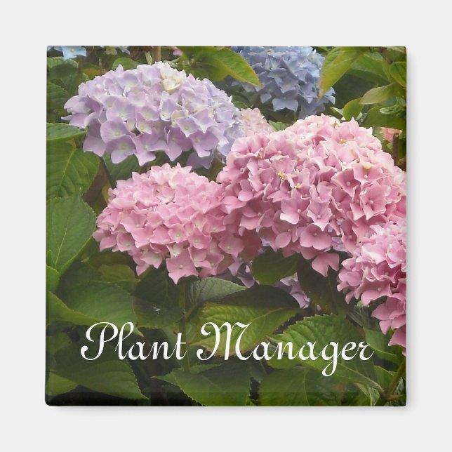 Imã Rosa e Mauve Hydrangeas (Frente)