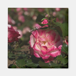 Imã Rosa e Rosa Branca