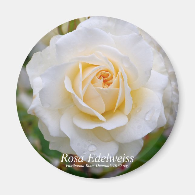 Imã Rosa Edelweiss [Magnet redondo] (Frente)