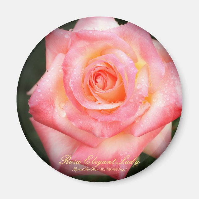 Imã Rosa Elegant Lady：Round Magnet (Frente)