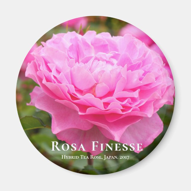 Imã Rosa Finesse (Frente)
