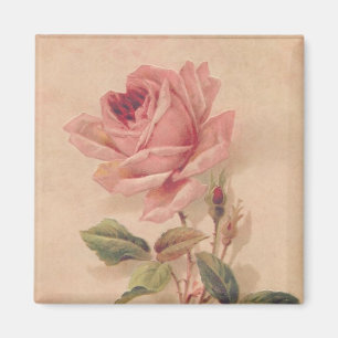 Imã Rosa francês do rosa do Victorian