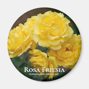 Imã Rosa Friesia
