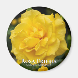 Imã Rosa Friesia