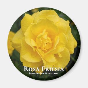 Imã Rosa Friesia