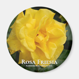 Imã Rosa Friesia