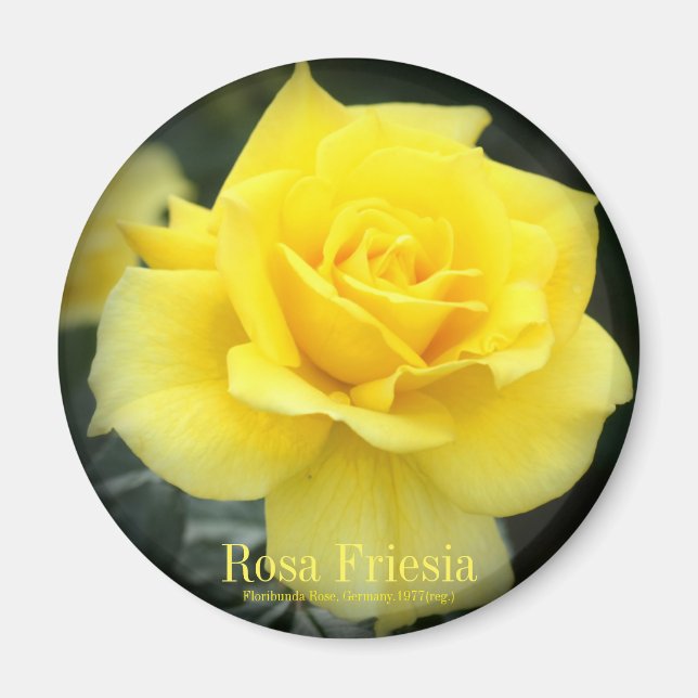 Imã Rosa Friesia：Round Magnet (Frente)