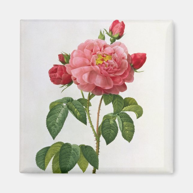 Imã Rosa Gallica Aurelianensis (Frente)