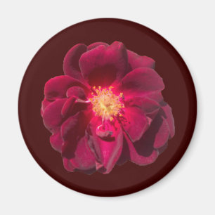 IMÃ ROSA H