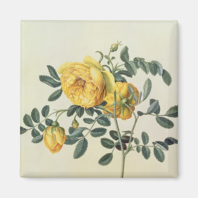 Imã Rosa hemisférica, século XVIII (Frente)