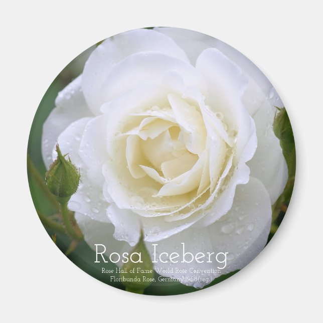 Imã Rosa Iceberg：Round Magnet (Frente)