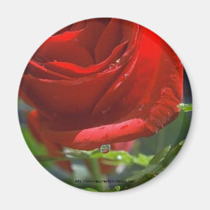 Imã Rosa Ímã-Vermelho com estrela da água