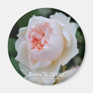 Imã Rosa "L' hiver"