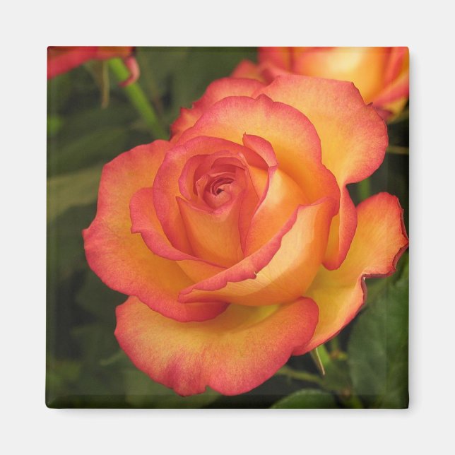 Imã Rosa laranja (Frente)