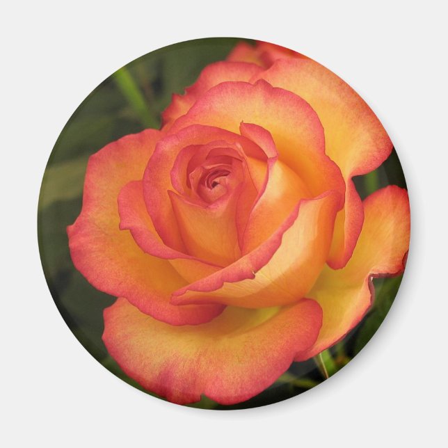 Imã Rosa laranja (Frente)