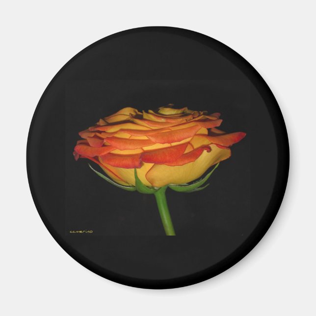 Imã rosa laranja e amarela (Frente)