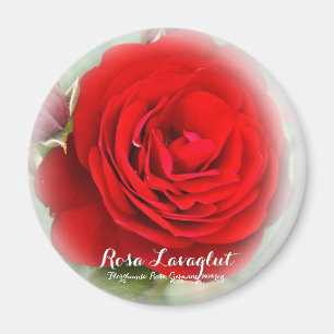 Imã Rosa Lavaglut