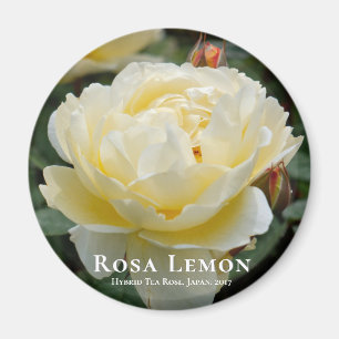 Imã Rosa Lemon